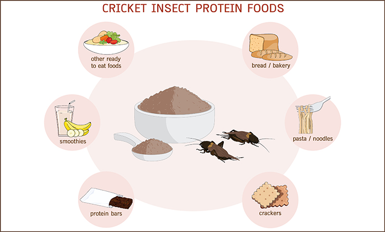 Cricket insect protein food